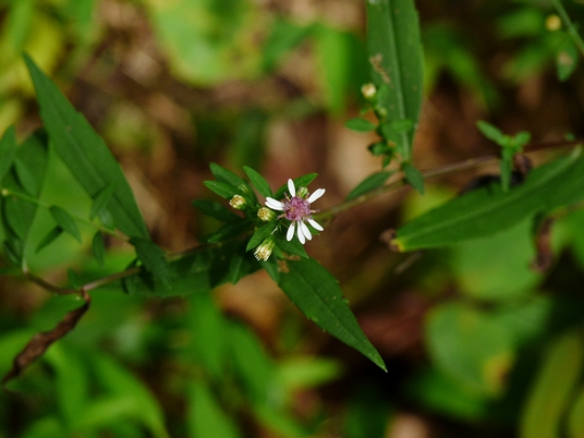 {Symphyotrichum lateriflorum}